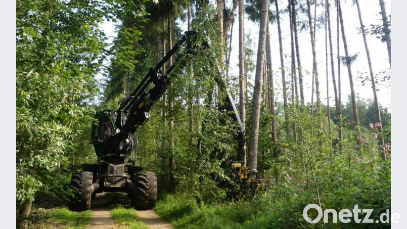 In diesem Wald bei Eschenbach muss der Harvester ran, denn der Borkenkäfer hat sich dort zuhauf eingenistet. Bild: rn