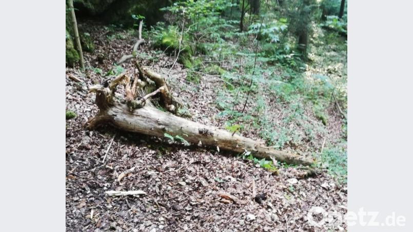 Teile eines morschen Baums sind im Hirschbachtal über einen Fels hinabgestürzt und haben eine Gruppe Kletterer nur knapp verfehlt. Die Kletterwand ist nun vorerst gesperrt. Bild: Bergwacht Amberg/exb