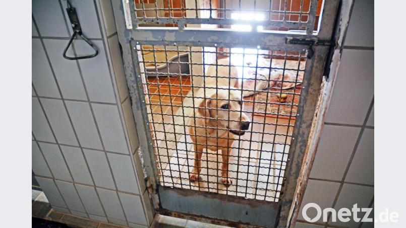 Der Halter aus dem westlichen Landkreis Neustadt/WN konnte sich nicht ausreichend um seinen Hund kümmern. Nachdem Stimmen über Vernachlässigung laut wurden, brachte er den Hund ins Tierheim. Unser Bild zeigt einen Blick ins Tierheim Weiden vor einiger Zeit und nicht das betroffene Tier. Symbolbild: Gabi Schönberger