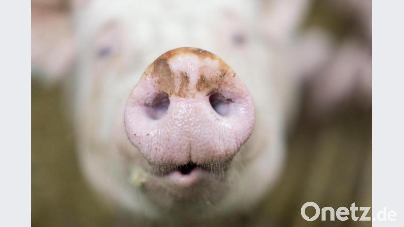 Ein 57-jähriger Landwirt transportierte am Samstagnachmittag, 14.August, sechs Schweine auf einem Planenanhänger. Symbolbild: Friso Gentsch/dpa