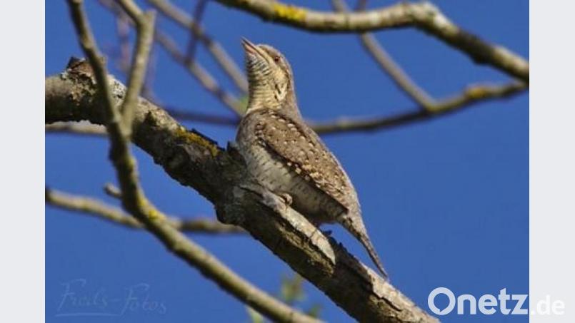 Es gibt ihn noch, aber immer seltener: den Wendehals. Er hat eine Menge Tricks drauf. Bild: Fredy Voss/naturfotos.lbv.de