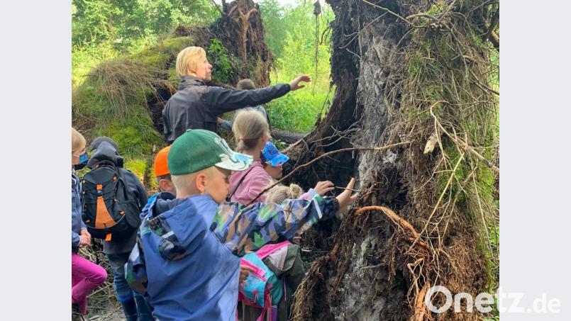 Die Kinder lernten bei einer Führung durch den Wald an verschiedenen Stationen Baumarten und Waldtiere kennen. Bild: ela