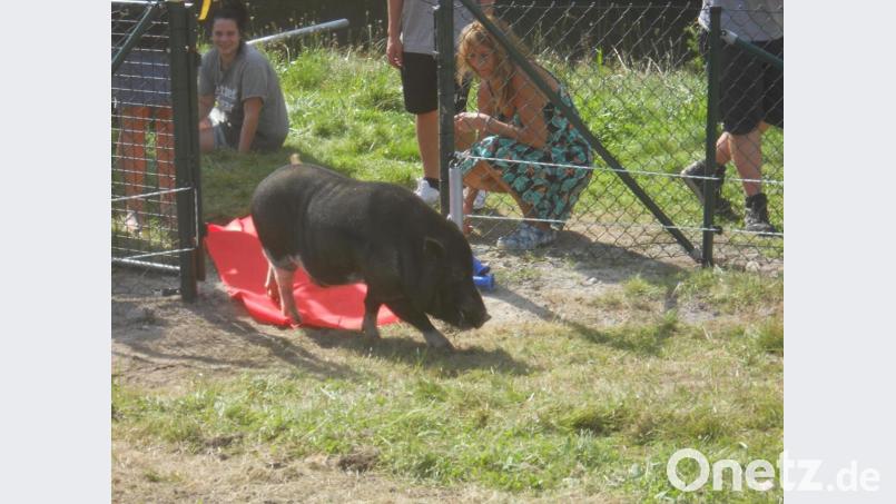 Hängebauchschwein Edgar aus Flossenbürg schreitet auf rotem Läufer in sein neues Zuhause - endlich! Bild: jba