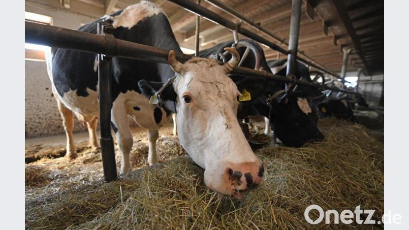 Diese Form der Milchviehhaltung soll allmählich weichen: Ab 2025 möchte der Handel keine Milch aus Anbindehaltung vertreiben. Für die Landwirte ist die Umstellung eine Herausforderung. Symbolbild: Patrick Seeger/dpa