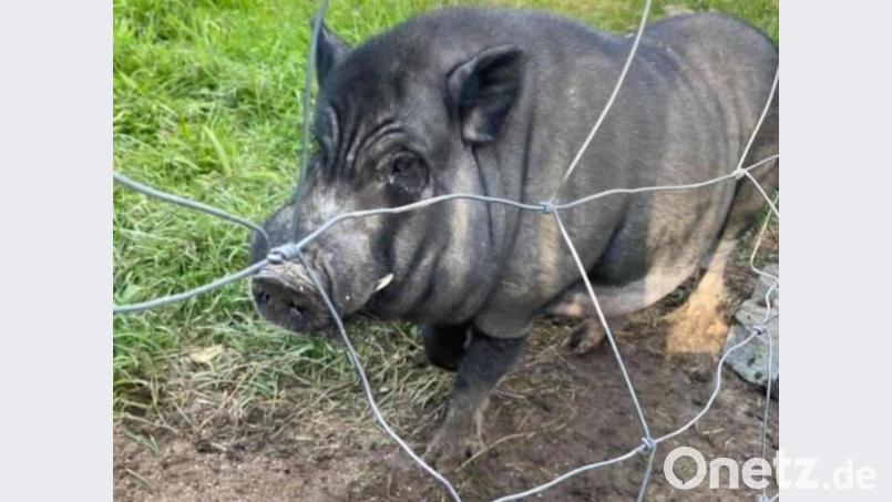 Hängebauchschwein Edgar. Bild: jba