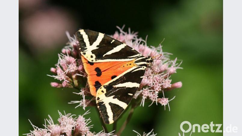 Fast exotisch: Spanische Flagge, auch Russischer Bär genannt, auf Wasserdostblüte. Bild: Andreas Ebert/exb