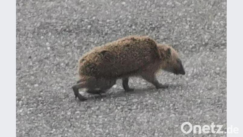 Die werdende Igelmama tippelte zügig über die Straße. Bild: gz