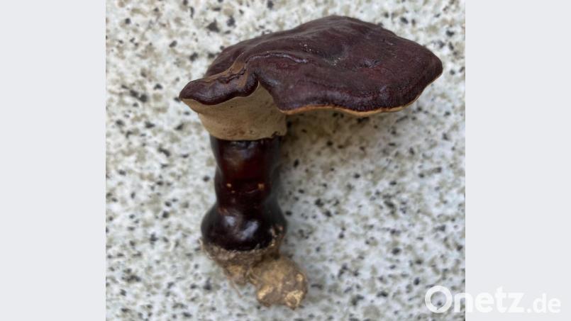 Der Braune oder Dunkle Lackporling (Ganoderma carnosum) ist selten. In der Chinesischen Medizin wird ihm heilende Wirkung zugeschrieben. Bild: Norbert Griesbacher