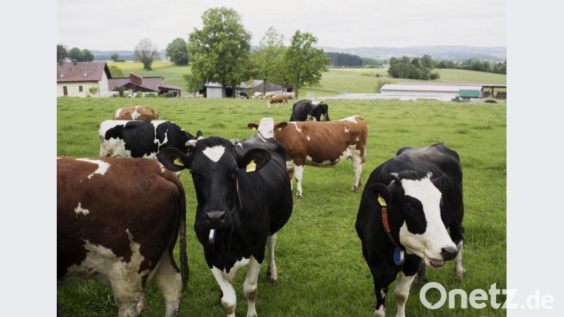 Neben dem Einkauf auf der &quot;Bio-Meile&quot; können sich interessierte Besucher bei einer Biohof-Führung über die ökologische Landwirtschaft im Steinwald informieren. Bild: Daniel Delang