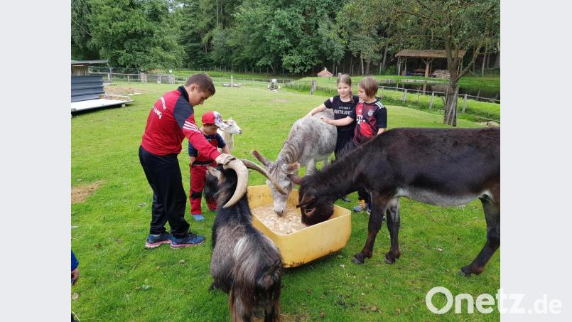 Viele Streicheleinheiten ließen Esel und Ziegen über sich ergehen. Bild: gi