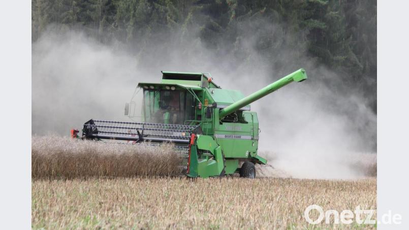 Wegen Witterungseinflüssen hat die Rapsernte auch für Landwirt Fritz Renner aus Siebeneichen in diesem Jahr zwei Wochen später begonnen. Bild: mfh