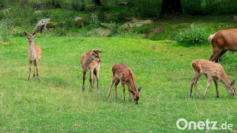 Das Wildgehege des Naturparks Steinwald mit seinen vier jungen Rotwildkälbern ist derzeit ein besonderer Anziehungspunkt für Familien mit Kindern. Bild: bsc