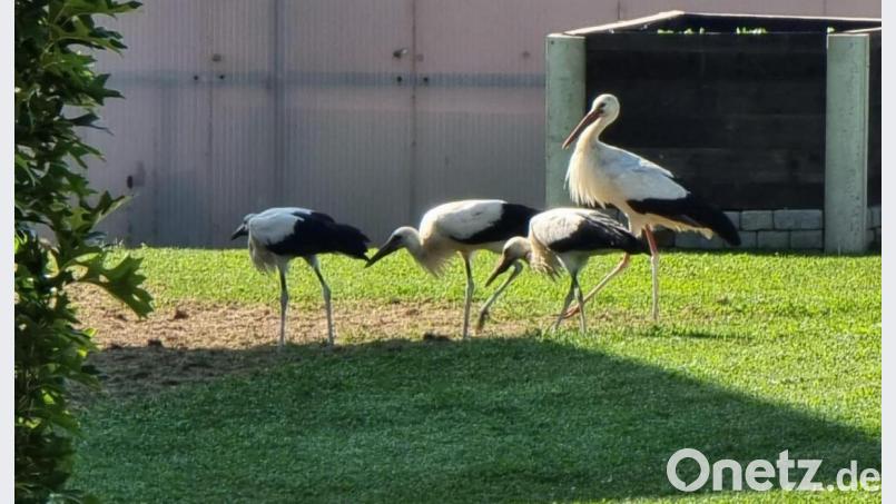 Mama Storch stolzierte mit ihren drei Jungen unweit des Horstes, bevor sie zusammen ihre Reise antraten. Bild: Alois Bauer amö