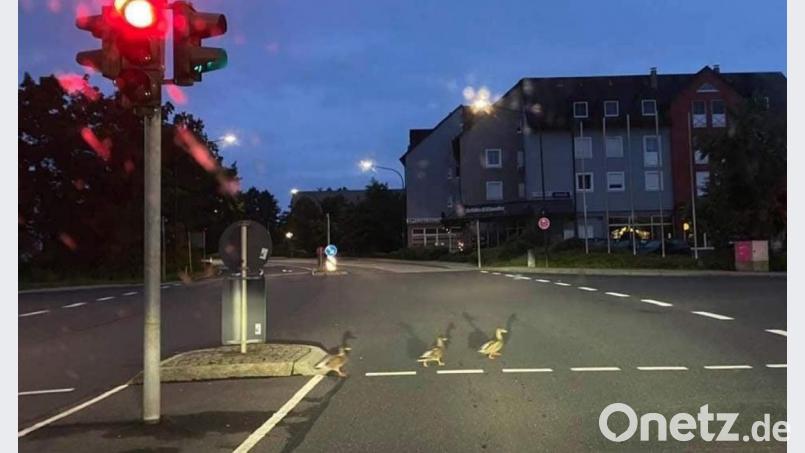Montagmorgen, kurz vor 6. Drei Enten queren bei grüner Fußgängerampel die Dr.-Pfleger-Straße. Bild: Silke Klotz/exb