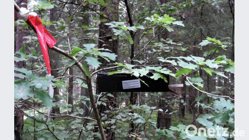Mit kleinen Lebendfallen soll der Bestand der Haselmaus am Wegrand im Engelmannsholz kartiert werden. Bild: ubb