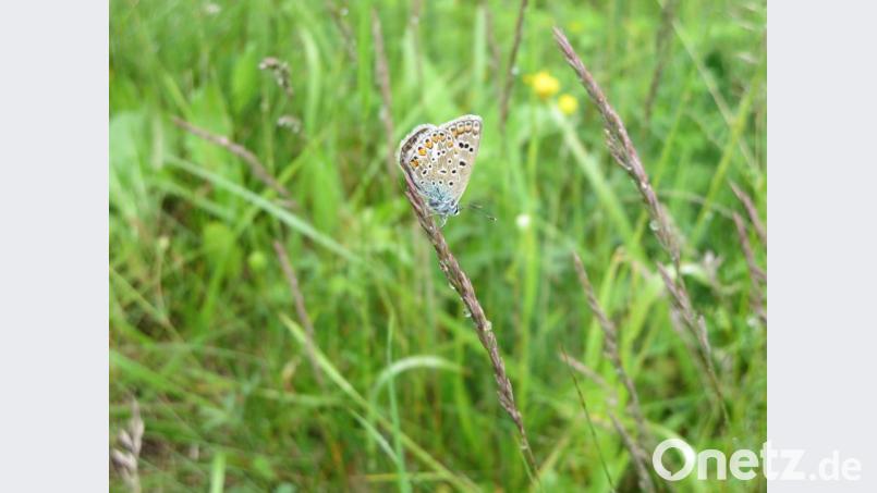 Die Ausgleichsfläche im Lauterachtal gilt als Positivbeispiel. Auch, weil dort mittlerweile ein gewisses Artenreichtum festgestellt wird. Bild: Stefan Noll/exb