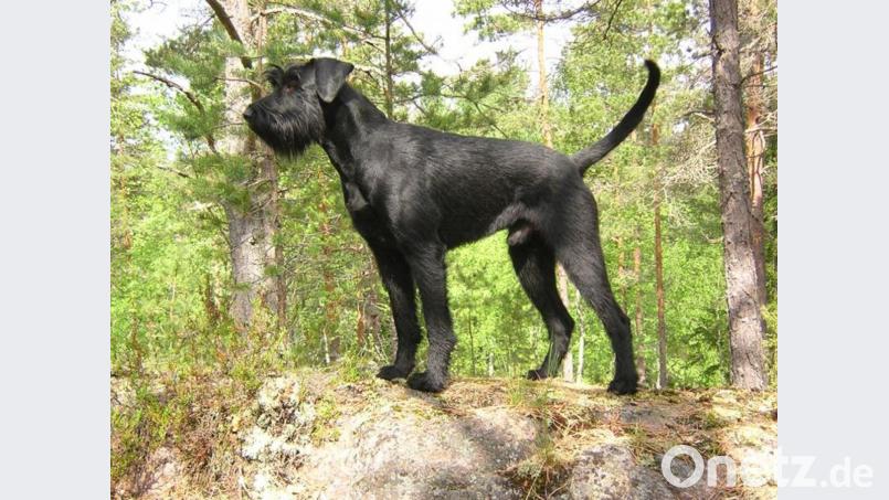 Ein schwarzer Riesenschnauzer wie dieser verletzte heuer im Mai eine Joggerin. Die Sache wurde jetzt gerichtsmassig und kommt dem Halter des Tieres teuer zu stehen. Symbolbild: Bard/exb