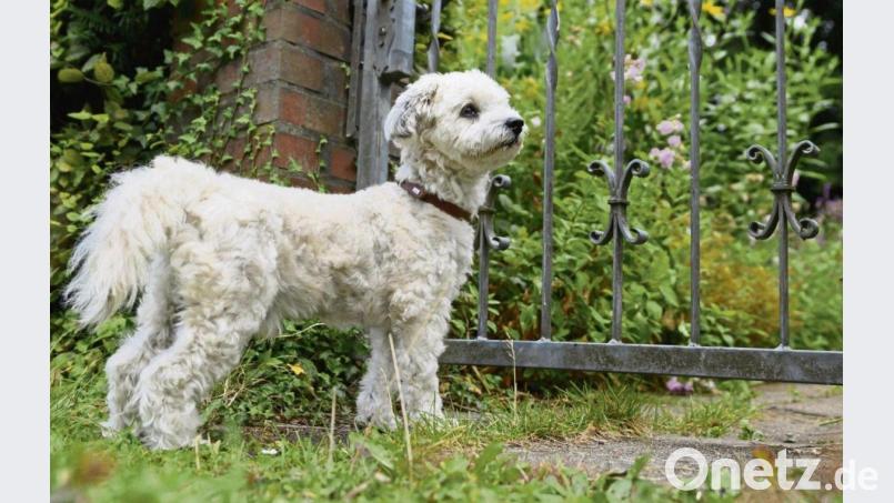 Ist ein Hund viel allein, kann ihn das verunsichern und er verbellt alles, was am Zaun vorbeikommt. Bild: Jonas Walzberg/dpa