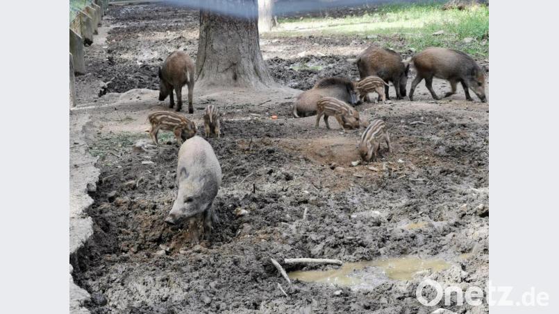 Derzeit beleben mehrere Frischlinge den Wildpark. Bild: gz