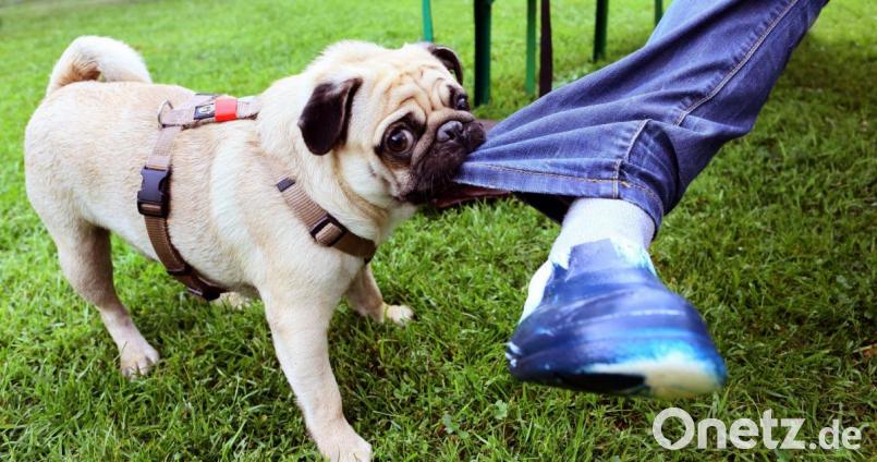 Zu drei Zwischenfällen mit einem Mischlingshund – das Symbolbild zeigt nicht das betroffene Tier, sondern einen Mops – kam es in einer Stadt im Landkreis Tirschenreuth. Der Eigentümer des Vierbeiners stand jetzt deswegen vor dem Amtsgericht Tirschenreuth. Symbolbild: Stephanie Pilick/dpa