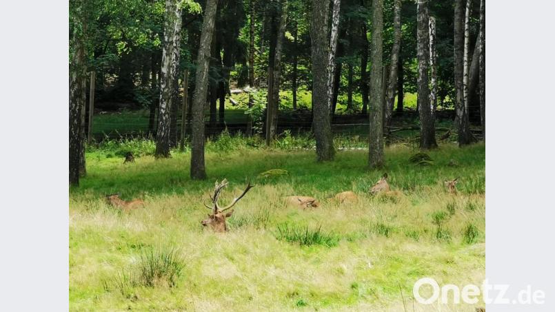 Das Rotwild gönnt sich in der Mitte des Geheges eine Ruhephase. Bild: gz