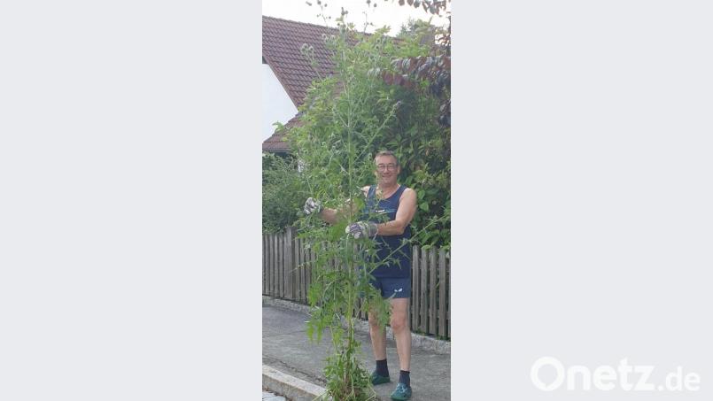 Michael Hösl präsentiert die "gejätete" Distel, die ihn um einiges überragt. Bild: Michael Hösl