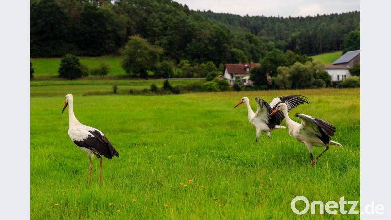 Die drei Pfreimder Jungstörche erkunden die neue Freiheit in Regenstauf. Bild: sus