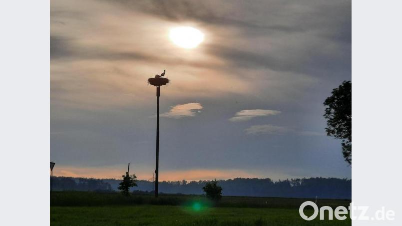 Manchenorts wurden auch schon für die Störche die Möglichkeit geschaffen, auf frei stehenden Masten ihren Horst zu errichten. Bild: bey