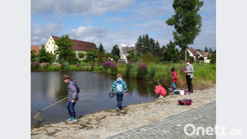Beim Ferienprogramm des Museumsquartiers war auch der Stadtteich eine interessante Station. Im Bild Museums-Pädagoginn Erika Rahm (rechts) und vier der Kinder bei der Erkundung des Stadtteiches Bild: Stadt Tirschenreuth/exb