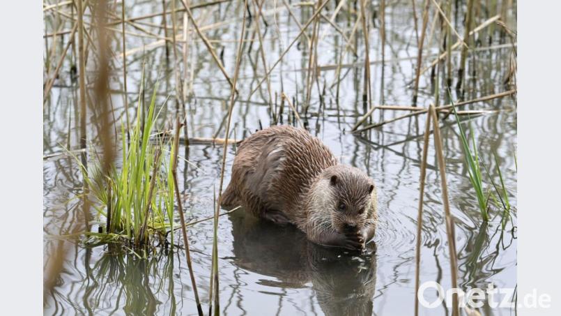 Ein Fischotter sitzt in einem Gewässer. Foto: Soeren Stache/dpa-Zentralbild/dpa/Symbolbild Bild: Soeren Stache