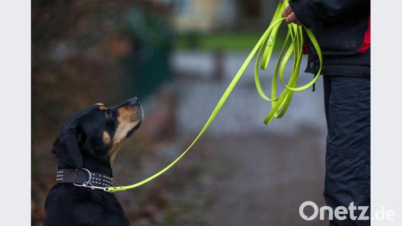 Ein Hund schaut zum Besitzer hoch. Symbolbild: Jens Büttner/dpa