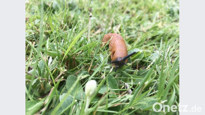 Wegschnecken sind bei Gärtnern oft besonders gefürchtet, weil sie sich liebend gerne an Gemüse und Zierpflanzen bedienen. Bild: Gabi Schönberger