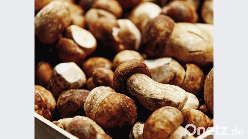 Junge Steinpilze, bei denen der Schwamm noch nicht stark entwickelt ist, eignen sich perfekt zum Grillen. Bild: Monique Wüstenhagen/dpa