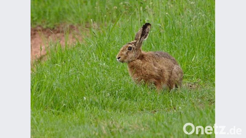 LBV Naturschutzgruppe Weiherhammer und Umgebung baut den Zaun um Naturschutz-Erfolgsprojekt ab. das heißt, alle Tiere können nun ungehindert passieren Bild: Fredy Voss/exb