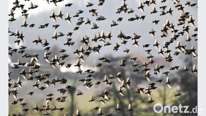 Ein Schwarm Stare ist in Straubing in Autos geflogen. Symbolbild: Arne Dedert/dpa