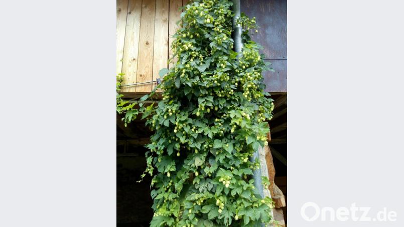 Schön groß ist der Hopfen schon geworden. Bild: hev