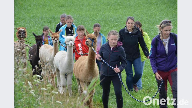 Die fünf plüschigen Alpakahengste standen bei der OWV-Wanderung im Mittelpunkt. Bild: dob
