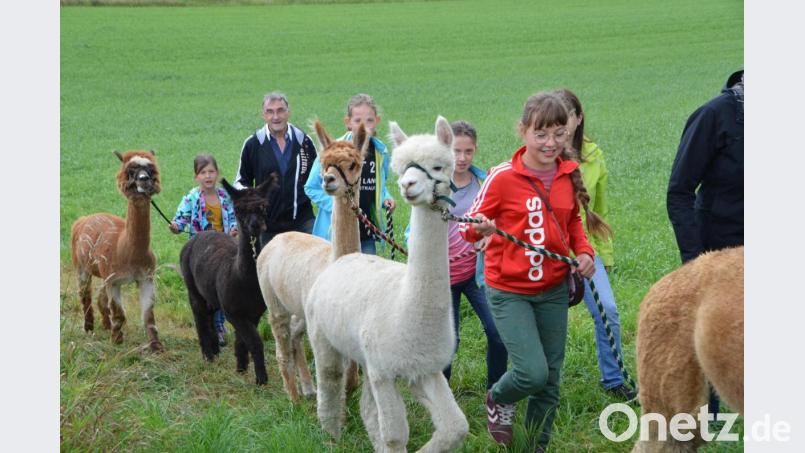 Die fünf plüschigen Alpakahengste standen bei der OWV-Wanderung im Mittelpunkt. Bild: dob