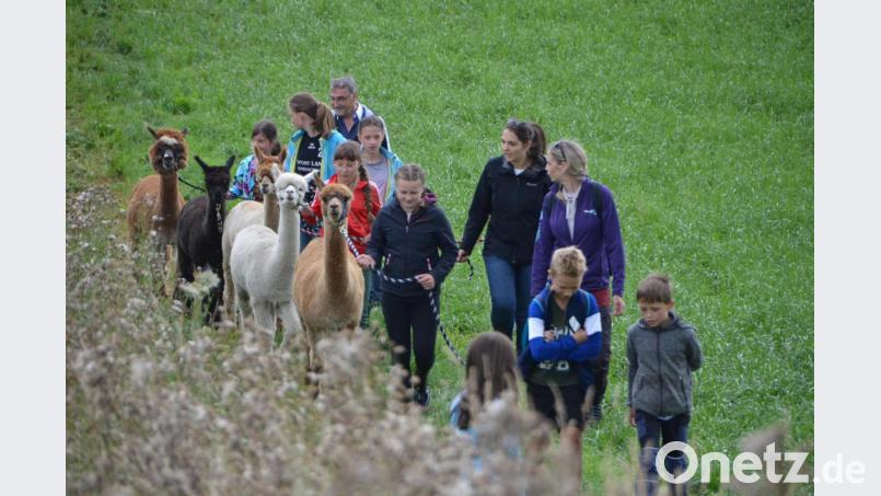 Die fünf plüschigen Alpakahengste standen bei der OWV-Wanderung im Mittelpunkt. Bild: dob