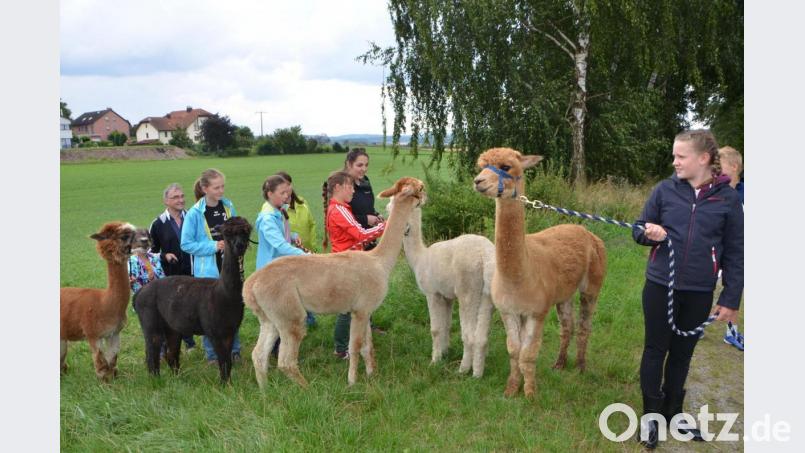 Die fünf plüschigen Alpakahengste standen bei der OWV-Wanderung im Mittelpunkt. Bild: dob