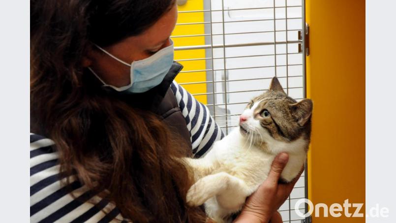 Michl schaut noch etwas schüchtern, als er von Tierheimleiterin Jennifer Caudill fürsorglich auf den Arm genommen wird. Der Kater hat die Strapazen in einer Messi-Wohnung überlebt und erholt sich nun auf der Quarantäne-Station des Amberger Tierheims. Bild: Stephan Huber