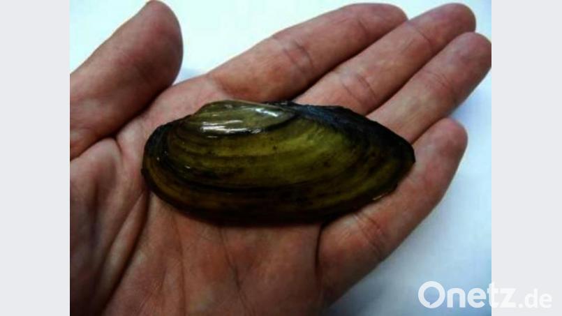 Neben der Malermuschel (Bild), die als gefährdet gilt, gibt es im Eixendorfer Stausee auch die sehr gefährdete große Teichmuscheln und die Gemeine Tauchmuschel. Wenn die Baumaßnahmen beginnen, müssen die Muscheln in einen Teich oder Weiher, denn lange können sie auf dem Trockenen nicht überleben. Bild: Gum/TUM/exb