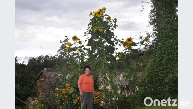 Hobbygärtnerin Erika Hilburger aus Böhmischbruck freut sich über ihre reichblühenden Sonnenblumen, die ihr längst über den Kopf gewachsen sind. Was die Vögel an Körnern fallen lassen, kommt im nächsten Jahr wieder als neue Pflanze zum Vorschein. Bild: dob