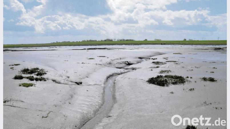 Der Langwarder Groden ist Teil des Unesco-Welterbes Wattenmeer. Bild: Wolfgang Stelljes/dpa