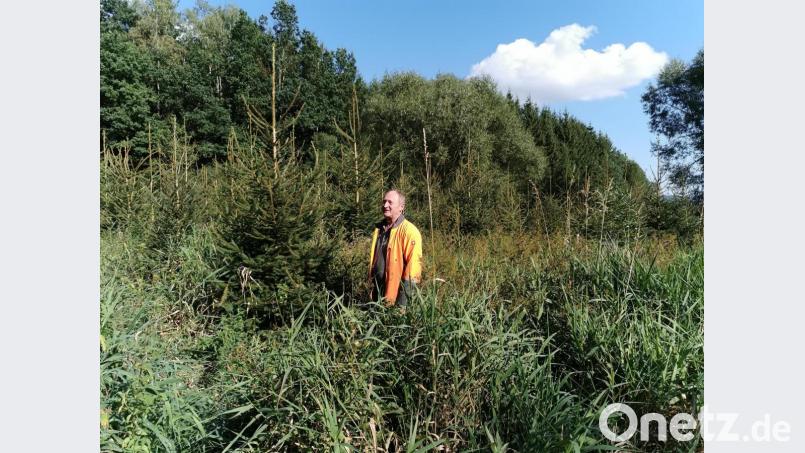Schilf, hohe Gräser, Bäume: Ratlos schaut Friedrich Bauer auf seine Fichten auf der Waldwiese (im Hintergrund der Hochwaldbestand). Er soll jetzt auf Anordnung der Unteren Naturschutzbehörde einen großen Teil davon absägen. Bild: Portner