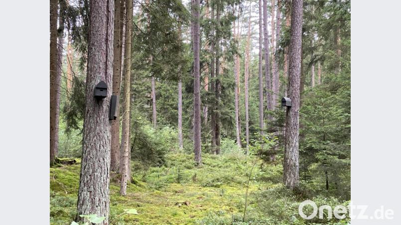 Für das Gewerbegebiet Schafhof-Ost werden derzeit Ausgleichsflächen angelegt. Unter anderem sind in einem Biotop-Gehölz auch viele Nistkästen und Sommerquartiere für Fledermäuse aufgehängt worden. &quot;Es soll ein sich der Natur überlassener Bereich werden&quot;, sagte Bürgermeister Erich Meidinger. Bild: bö