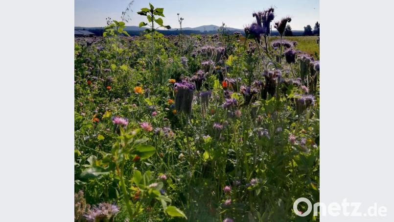 Ein Eldorado für Insekten. Bild: gis