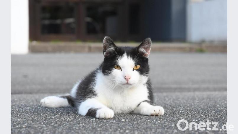 Diese Katze hält sich in der Weidener Innenstadt auf und macht einen gesunden Eindruck. Bild: Gabi Schönberger