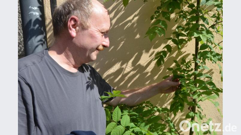 Nichts zu finden. Der Mensch verdrängt immer mehr Insekten aus ihrer natürlichen Umgebung und dies nicht nur in der Stadt, weiß Naturfilmer Thomas Stock. Bild: Kunz