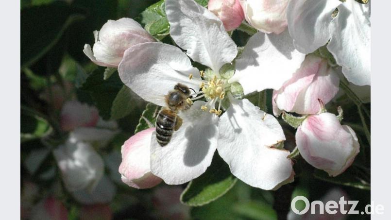 Rettet die Bienen! Bild: Kunz